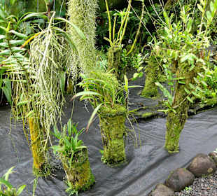 Abteilung der Saprophyten