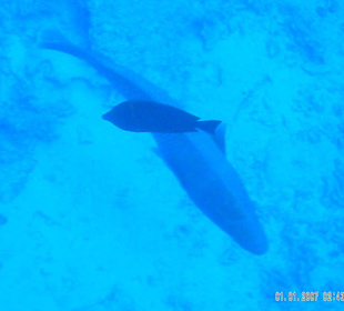 Fische Napoleoninsel