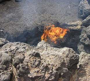 Ginsterstrauch beginnt sofort zu brennen bei 300°