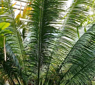Botanischer Garten