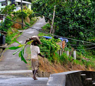 Transport von Bananenpflanzen