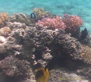 Jaz Makadi Oasis Club & Resort 