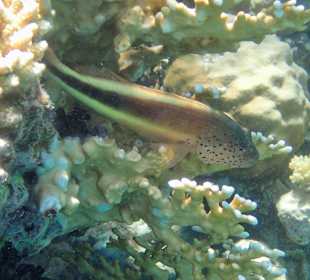 Schnorcheln Makadi Bay