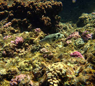 Weißflecken - Kugelfisch