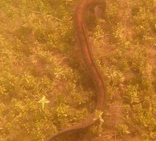 Aale im Kournas-Lake