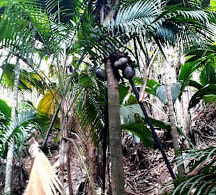 Nationalpark Valleé de Mai