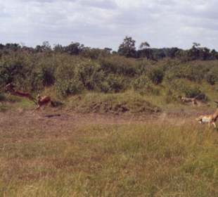 Gepardenjagd in der Masai Mara