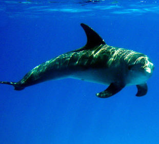 Delfin