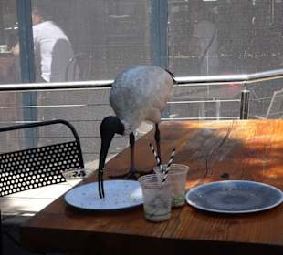 Stadtrundgang Sydney