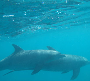 Delfine