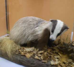 Zoologisches Forschungsmuseum Alexander Koenig