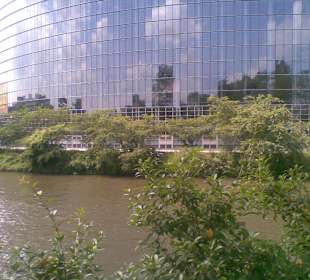 Japanische Kirschbäume