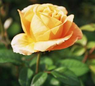 Il giardino delle rose