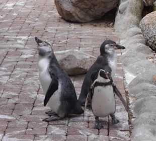 Weltvogelpark Walsrode