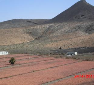 Aloevera Feld und Vulkan
