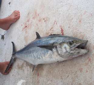 Barakuda