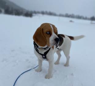 Wandern Ramsau am Dachstein