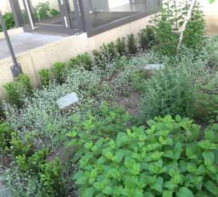 Medizinalgarten Nördlingen