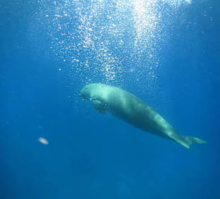 Schnorchelausflug bei Toto 