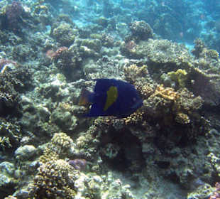 Arabischer Kaiserfisch