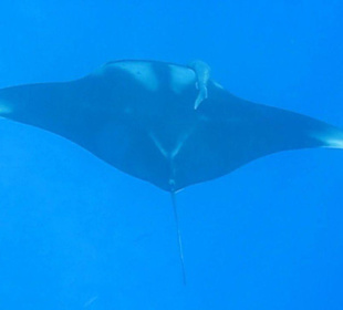 Mantarochen