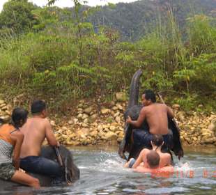 Mit Elefanten Schwimmen, was fürn Spass
