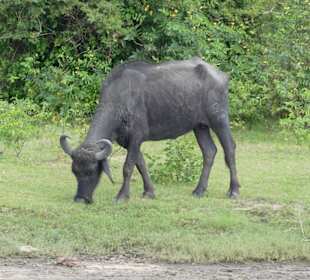 Unzählige Wasserbüffel