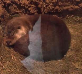 Eurasienbereich - Fischotter