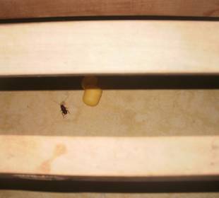 Kakerlaken - es gibt sie wirklich!