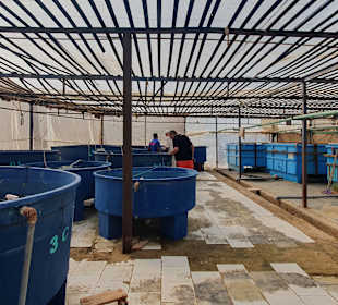 Aquarium Muschelfarm