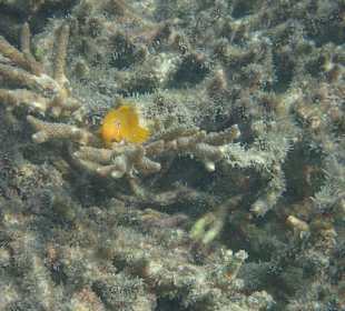 Unterwasserwelt Musandam