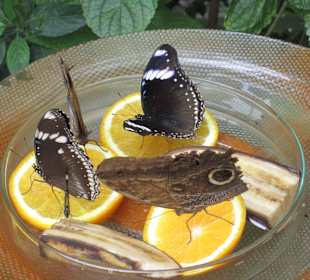 Im Schmetterlingshaus