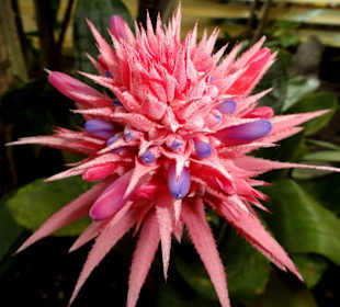 Tropenhaus im Botanischen Garten