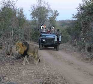 Safari