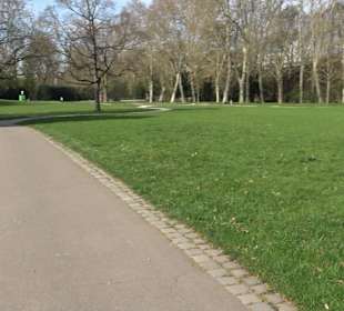Historische Platanenallee im Unteren Schloßgarten