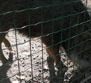 Zoo Brno