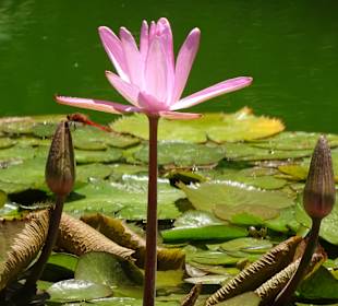 Botanischer Garten Vallehermoso