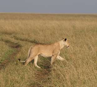 Masai Mara Safari