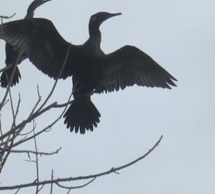 Ein Kormoran bei der Lagunenbootstour