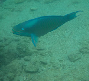 Beim Schnorcheln gesehen