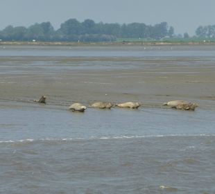 Mit der Adler II vorbei an Seehundbank