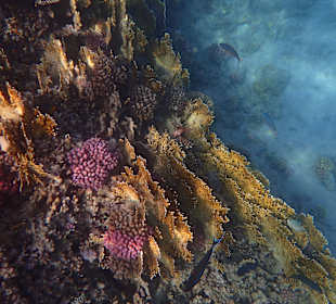 Wunderschönes Korallenriff