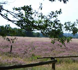 Lüneburger Heide