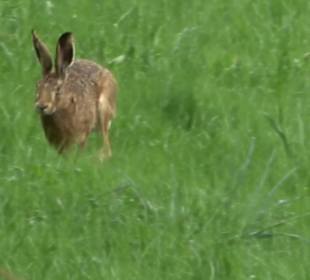 Premiumwanderweg Hochgebürzelt