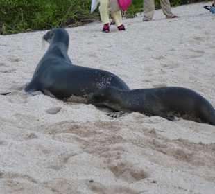 Viele Seelöwen teilweise mit Jungtieren