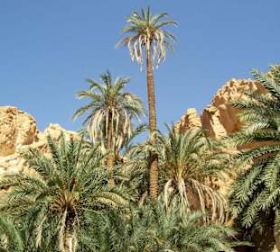 Magia tra le palme