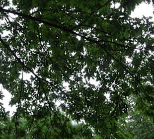 Baumlehrpfad Glacis Park