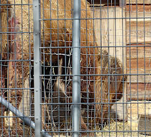 Wilhelma Blick vom Rosensteinpark