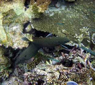 Schöne Unterwasserwelt