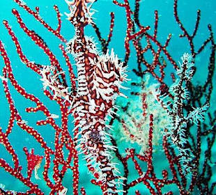 Geisterpfeifenfische